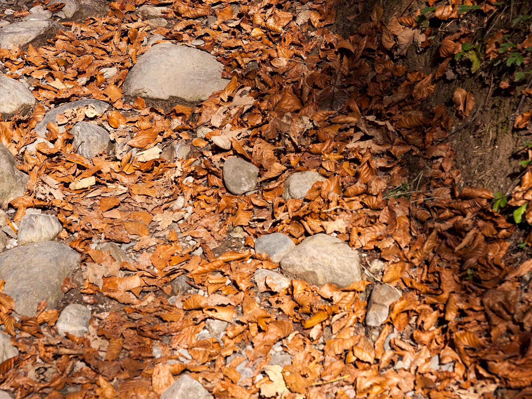 Herbst im Oberallgäu