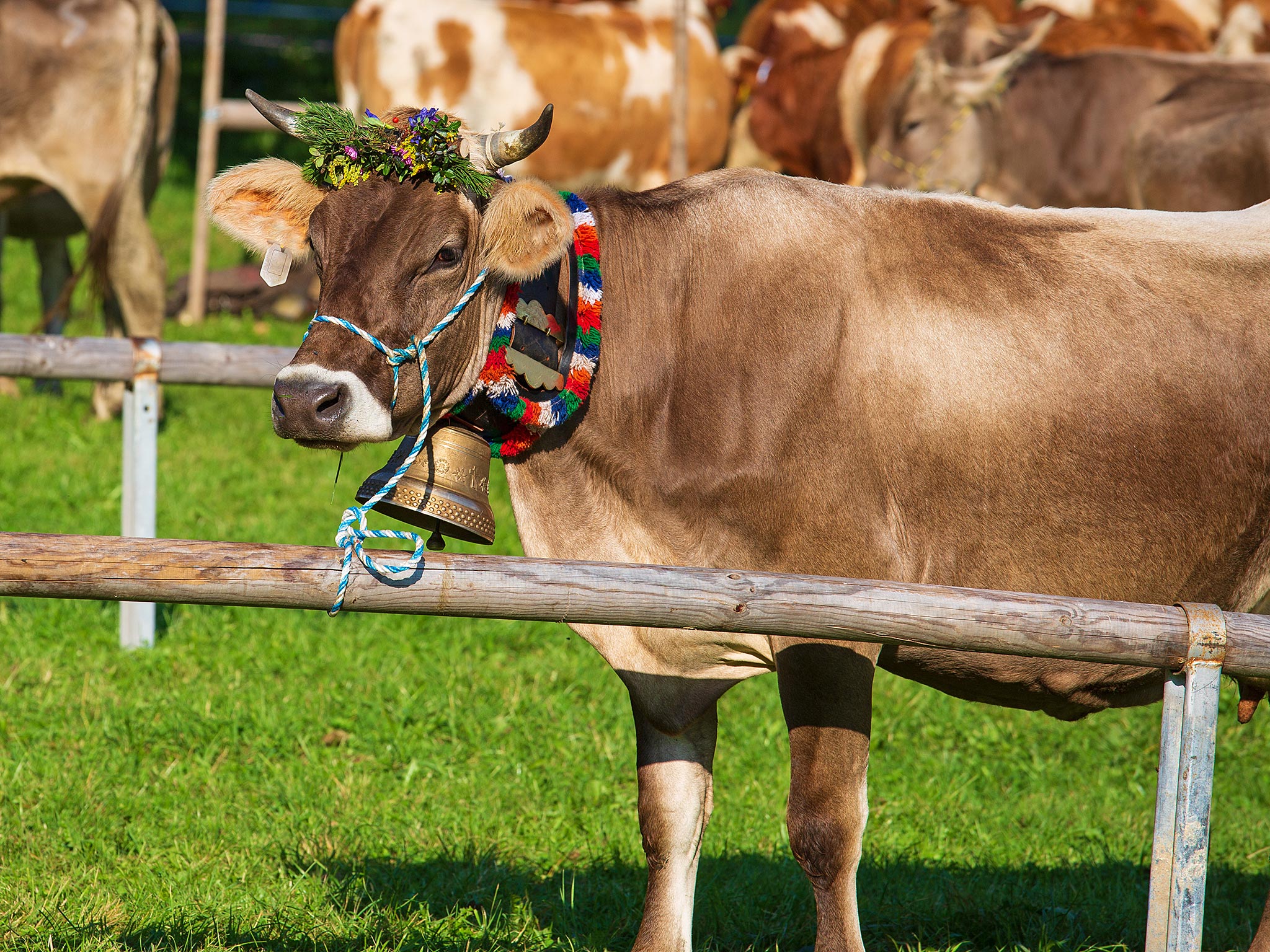 Kranzrind beim Viehscheid Oberstdorf
